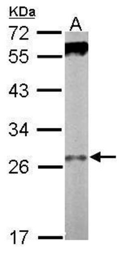 Invitrogen WDR61 Polyclonal Antibody 100 &mu;L; Unconjugated:Antibodies,