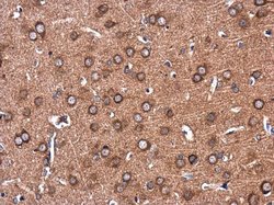 Invitrogen COLEC12 Polyclonal Antibody 100 &mu;L; Unconjugated:Antibodies,