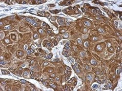 Invitrogen COLEC12 Polyclonal Antibody 100 &mu;L; Unconjugated:Antibodies,