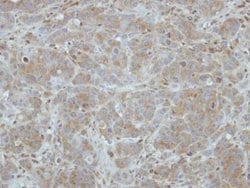 Invitrogen ITM2C Polyclonal Antibody 100 &mu;L; Unconjugated:Antibodies,