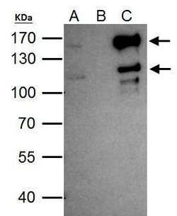 Invitrogen SETDB2 Polyclonal Antibody 100 &mu;L; Unconjugated:Antibodies,