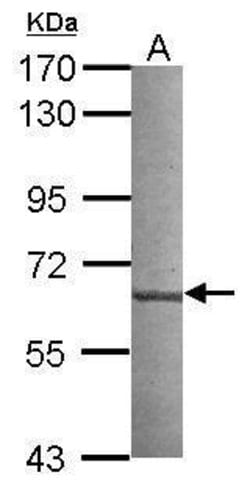 Invitrogen CML66 Polyclonal Antibody 100 &mu;L; Unconjugated:Antibodies,