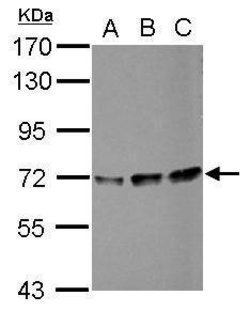 Invitrogen PPIL4 Polyclonal Antibody 100 &mu;L | Buy Online | Invitrogen&trade; | Fisher Scientific