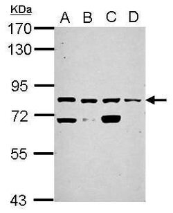 Invitrogen KLHL1 Polyclonal Antibody 100 &mu;L; Unconjugated:Antibodies,