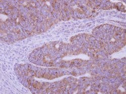 Invitrogen PLA2G12A Polyclonal Antibody 100 &mu;L; Unconjugated:Antibodies,