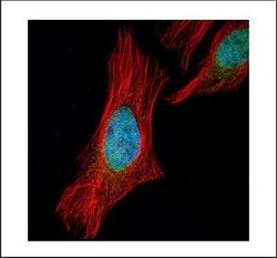 Invitrogen SGOL1 Polyclonal Antibody 100 &mu;L; Unconjugated:Antibodies,