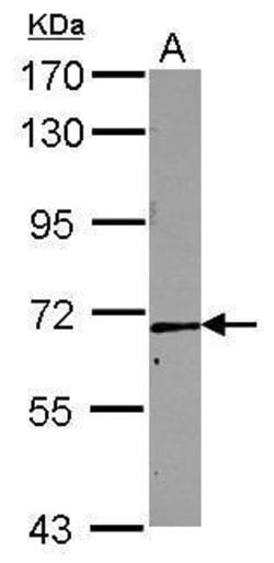 Invitrogen RRN3 Polyclonal Antibody 100 &mu;L | Buy Online | Invitrogen&trade; | Fisher Scientific
