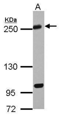 Invitrogen KIF13A Polyclonal Antibody 100 &mu;L; Unconjugated:Antibodies,