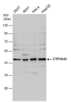 Invitrogen CYP3A43 Polyclonal Antibody 100 &mu;L; Unconjugated:Antibodies,