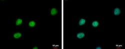 PTTG2 Polyclonal Antibody, Invitrogen&trade;