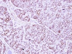 PTTG2 Polyclonal Antibody, Invitrogen&trade;