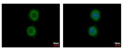 Invitrogen KRT72 Polyclonal Antibody 100 &mu;L; Unconjugated:Antibodies,