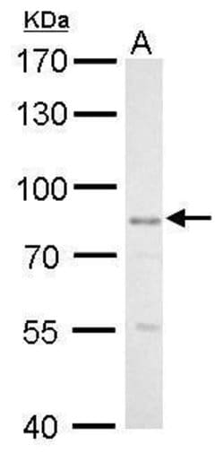 Invitrogen GLIS3 Polyclonal Antibody 100 &mu;L; Unconjugated:Antibodies,