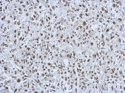 Invitrogen RALY Polyclonal Antibody 100 &mu;L; Unconjugated:Antibodies,