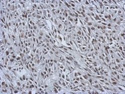 Invitrogen RALY Polyclonal Antibody 100 &mu;L; Unconjugated:Antibodies,