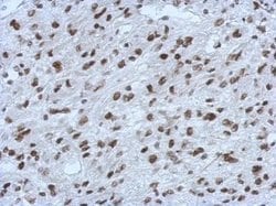 Invitrogen RALY Polyclonal Antibody 100 &mu;L; Unconjugated:Antibodies,
