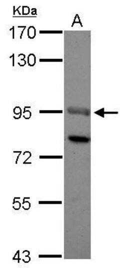 Invitrogen SOX13 Polyclonal Antibody 100 &mu;L; Unconjugated:Antibodies,