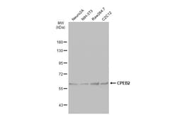 Invitrogen CPEB2 Polyclonal Antibody 100 &mu;L | Buy Online | Invitrogen&trade; | Fisher Scientific