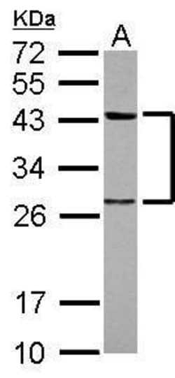 Invitrogen PTK9 Polyclonal Antibody 100 &mu;L; Unconjugated:Antibodies,