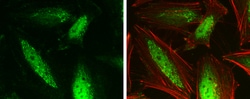 Invitrogen GPS2 Polyclonal Antibody 100 &mu;L; Unconjugated:Antibodies,