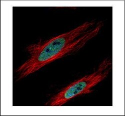 Invitrogen HP1 gamma Polyclonal Antibody 100 &mu;L | Buy Online | Invitrogen&trade; | Fisher Scientific