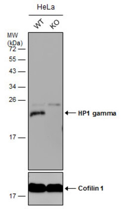 Invitrogen HP1 gamma Polyclonal Antibody 100 &mu;L | Buy Online | Invitrogen&trade; | Fisher Scientific