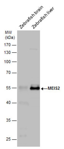 Invitrogen MEIS2 Polyclonal Antibody 100 &mu;L; Unconjugated:Antibodies,