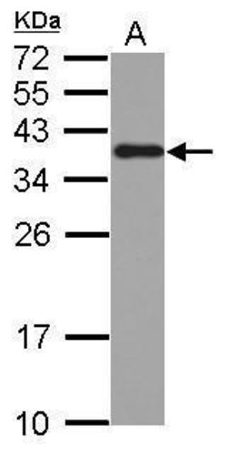 Invitrogen hnRNP A2B1 Polyclonal Antibody 100 &mu;L; Unconjugated:Antibodies,
