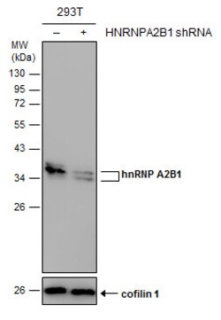 Invitrogen hnRNP A2B1 Polyclonal Antibody 100 &mu;L; Unconjugated:Antibodies,