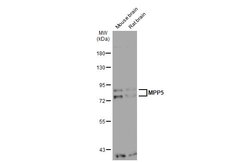 Invitrogen MPP5 Polyclonal Antibody 100 μL; Unconjugated:Antibodies,