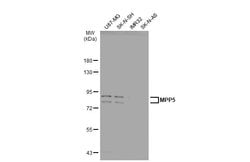 Invitrogen MPP5 Polyclonal Antibody 100 μL; Unconjugated:Antibodies,