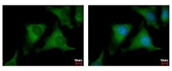 Invitrogen NUDC Polyclonal Antibody 100 &mu;L; Unconjugated:Antibodies,