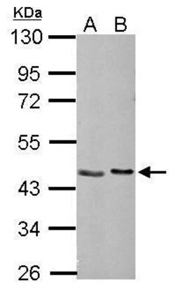 Invitrogen NUDC Polyclonal Antibody 100 &mu;L; Unconjugated:Antibodies,