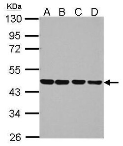 Invitrogen NUDC Polyclonal Antibody 100 &mu;L; Unconjugated:Antibodies,