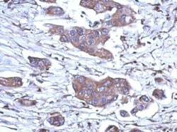 Invitrogen RNaseH1 Polyclonal Antibody 100 &mu;L; Unconjugated:Antibodies,