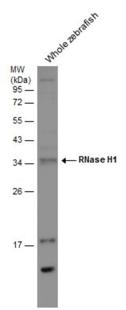 Invitrogen RNaseH1 Polyclonal Antibody 100 &mu;L; Unconjugated:Antibodies,