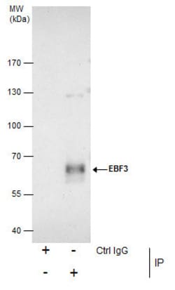 Invitrogen EBF3 Polyclonal Antibody 100 &mu;L; Unconjugated:Antikroppar