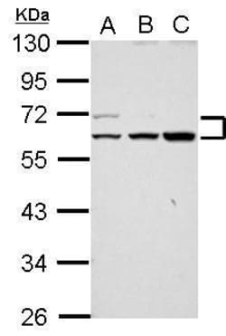 Invitrogen RAPGEFL1 Polyclonal Antibody 100 &mu;L; Unconjugated:Antibodies,