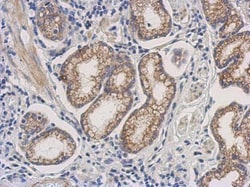 Invitrogen DHFR Polyclonal Antibody 100 &mu;L; Unconjugated:Antibodies,
