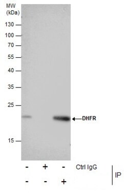 Invitrogen DHFR Polyclonal Antibody 100 &mu;L; Unconjugated:Antibodies,