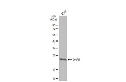 Invitrogen DHFR Polyclonal Antibody 100 &mu;L; Unconjugated:Antibodies,