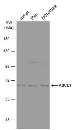 Invitrogen ABCE1 Polyclonal Antibody 100 &mu;L; Unconjugated:Antibodies,