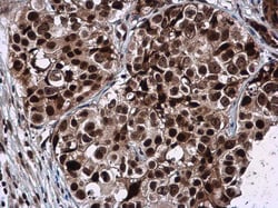 Invitrogen GPKOW Polyclonal Antibody 100 &mu;L; Unconjugated:Antibodies,