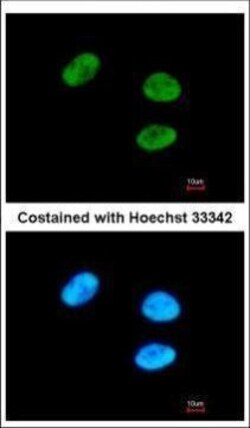 Invitrogen GPKOW Polyclonal Antibody 100 μL; Unconjugated:Antibodies,