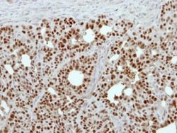 Invitrogen GPKOW Polyclonal Antibody 100 &mu;L; Unconjugated:Antibodies,