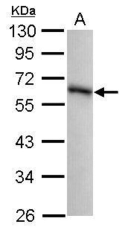 Invitrogen GPKOW Polyclonal Antibody 100 &mu;L; Unconjugated:Antibodies,