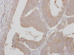 Invitrogen ADAMTSL1 Polyclonal Antibody 100 &mu;L; Unconjugated:Antibodies,