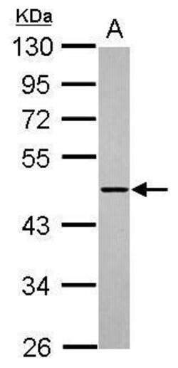 Invitrogen ADAMTSL1 Polyclonal Antibody 100 &mu;L; Unconjugated:Antibodies,