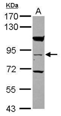 Invitrogen RASEF Polyclonal Antibody 100 &mu;L | Buy Online | Invitrogen&trade; | Fisher Scientific