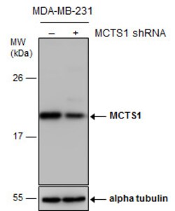 Invitrogen MCTS1 Polyclonal Antibody 100 &mu;L; Unconjugated:Antibodies,